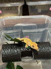 Geco ciliatus/crestato