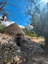 Terreno 1.5 ettari, ciliegeto e uliveto