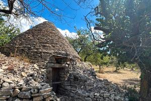 Terreno 1.5 ettari, ciliegeto e uliveto