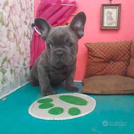 FI Bouledogue Francese Maschio