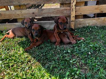 Rhodesian ridgeback