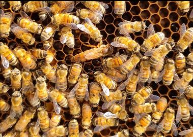 Nucleo api - apicoltura