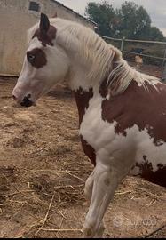 Cavallino paint pazzesco