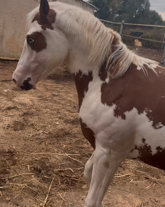 Cavallino paint pazzesco
