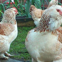 Galline faverolles nane e gigante