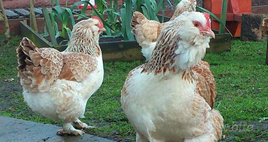 Galline faverolles nane e gigante