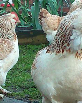 Galline faverolles nane e gigante