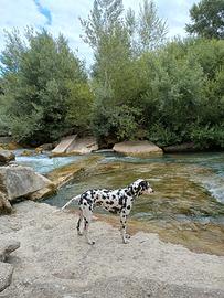 Cuccioli incrocio Dalmata - Corso