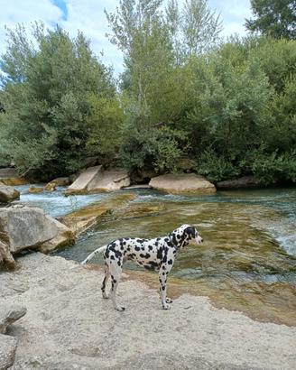 Cuccioli incrocio Dalmata - Corso