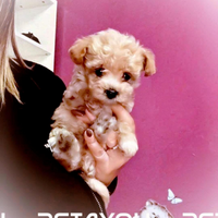 Cuccioli di taglia piccolissima ANCHE 24 RATE