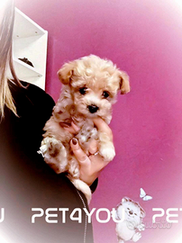 Cuccioli di taglia piccolissima ANCHE 24 RATE