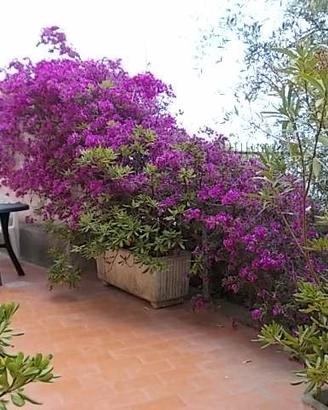 Villa vista mare