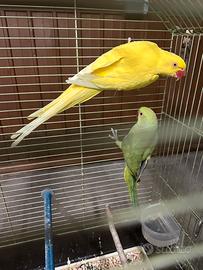 Parrocchetto dal collare