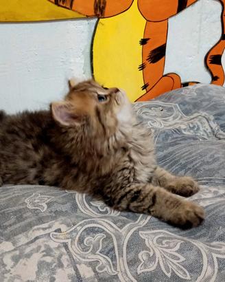 Gattini persiani