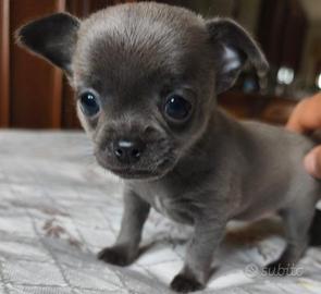 Chihuahua