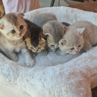Cuccioli scottish gatti 500,00