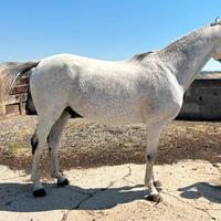 Purosangue arabo trekking endurance passeggiate