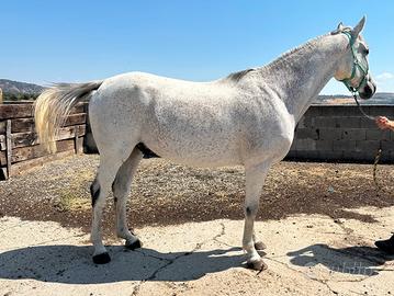 Purosangue arabo trekking endurance passeggiate