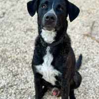 Cucciolo di cane