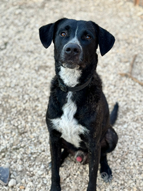 Cucciolo di cane