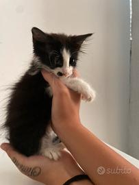Gattina