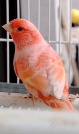 Canarina rossa