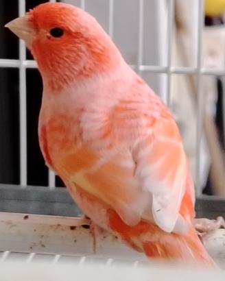 Canarina rossa