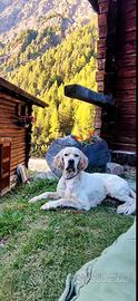 setter inglese per monta