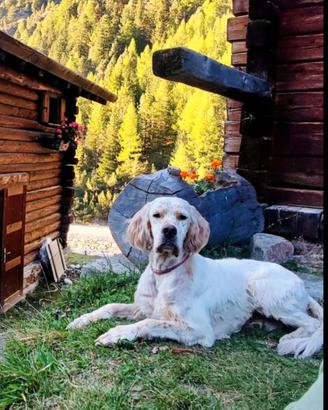 setter inglese per monta