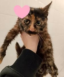 AMBRA, 3,5 mesi, Felv positiva