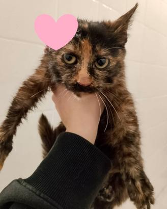 AMBRA, 3,5 mesi, Felv positiva