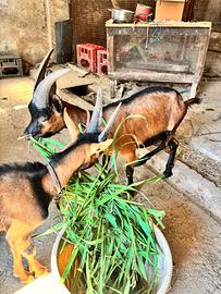 Mamma e cucciolo di capra di razza valdostana