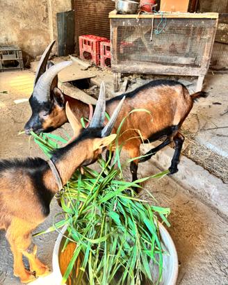 Mamma e cucciolo di capra di razza valdostana