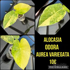 ALOCASIA ODORA AUREA VARIEGATA