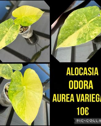 ALOCASIA ODORA AUREA VARIEGATA