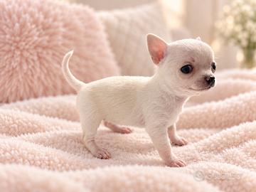 Chihuahua femmina bianco crema con pedigree ENCI