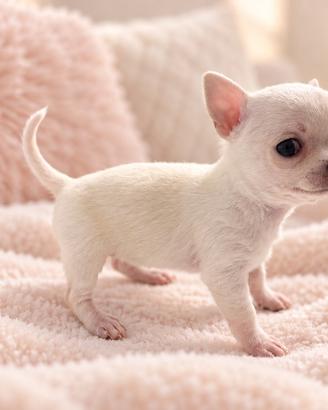 Chihuahua femmina bianco crema con pedigree ENCI