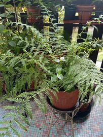 Pianta felce Athyrium filix, in vaso rotondo