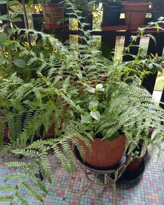 Pianta felce Athyrium filix, in vaso rotondo