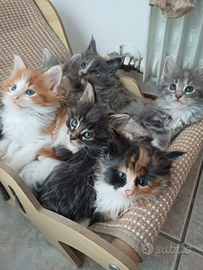 Maine coon con pedigree italiano