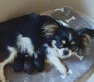 Chihuahua colori rari LEGGI