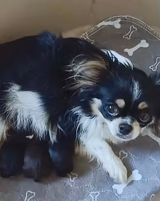 Chihuahua colori rari LEGGI