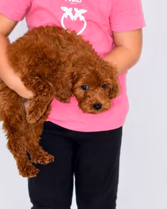 Cuccioli di barboncino