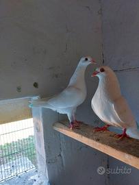 piccione 