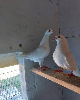 piccione 