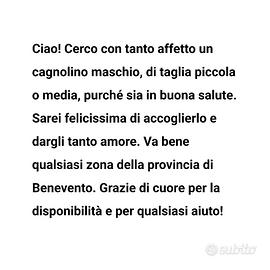 Cèrco cagnolino maschio taglia media