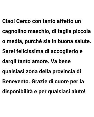 Cèrco cagnolino maschio taglia media