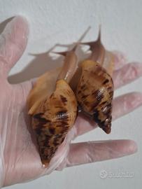 Lissachatina reticulata (lumache africane giganti)