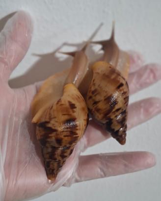 Lissachatina reticulata (lumache africane giganti)