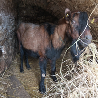 Becco camosciato delle Alpi